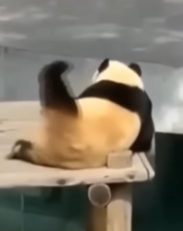 panda sexy